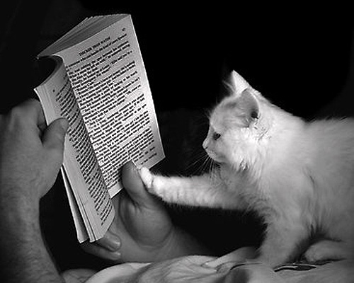 cat-reading-book_zpsac56a3dd.jpg